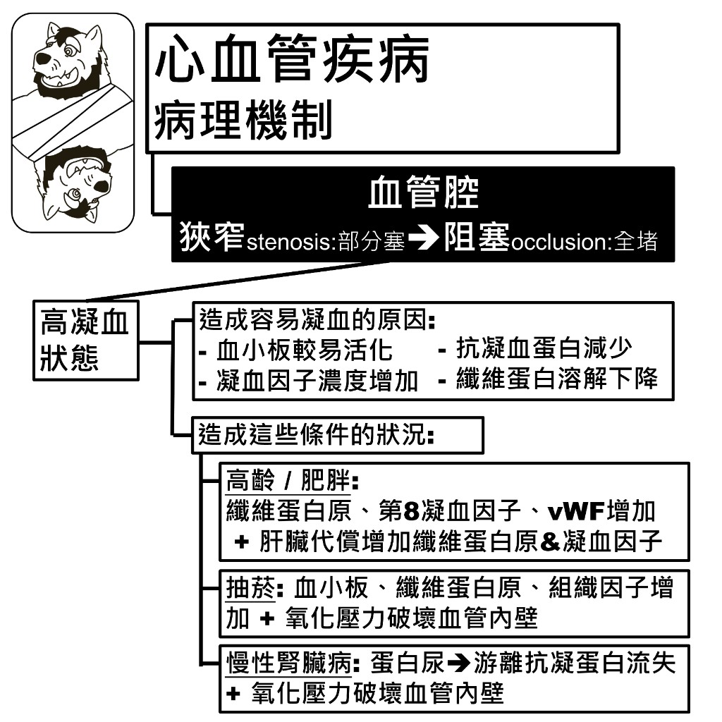 高凝血狀態：造成容易凝血的四個生理原因，以及高齡肥胖、抽菸、慢性腎臟病三種常見狀況