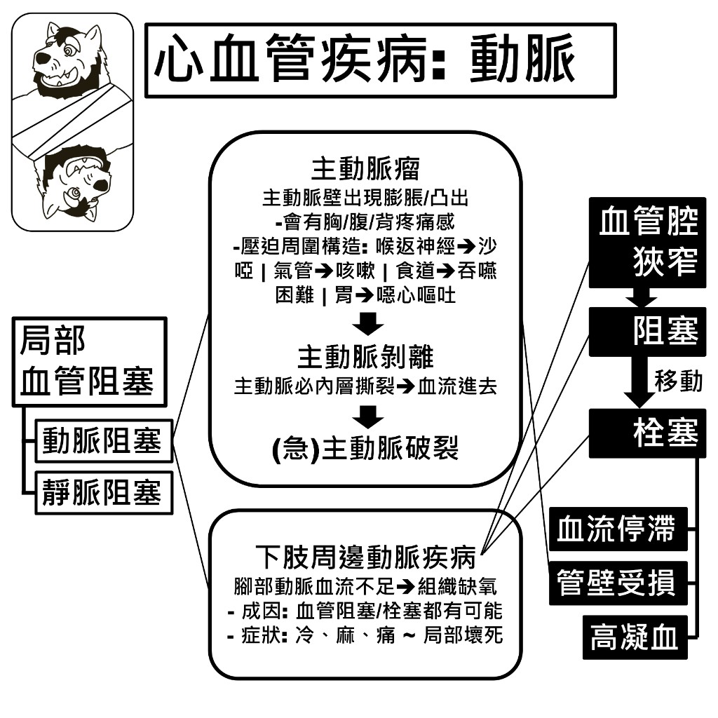 動脈疾病：主動脈瘤、主動脈剝離到主動脈破裂的進程，以及下肢周邊動脈疾病