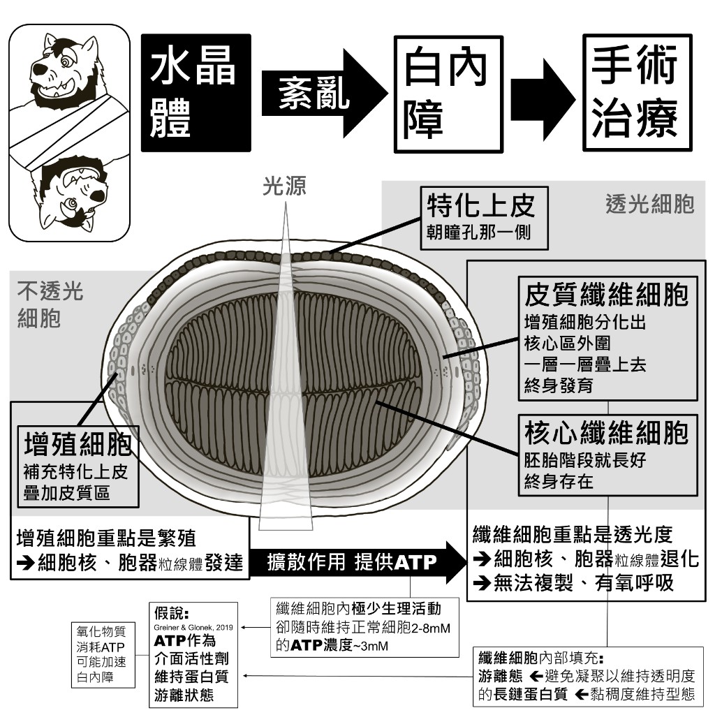 水晶體構造：特化上皮、皮質纖維細胞、核心纖維細胞與增殖細胞的分布，以及纖維細胞內 ATP 濃度與蛋白質游離態的假說