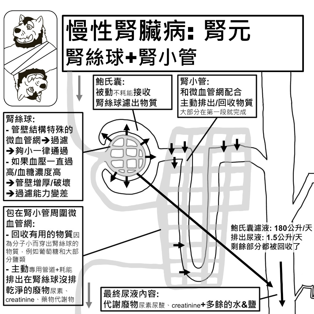 慢性腎臟病腎元構造：腎絲球過濾、鮑氏囊接收濾液、腎小管與微血管網主動排出與回收物質