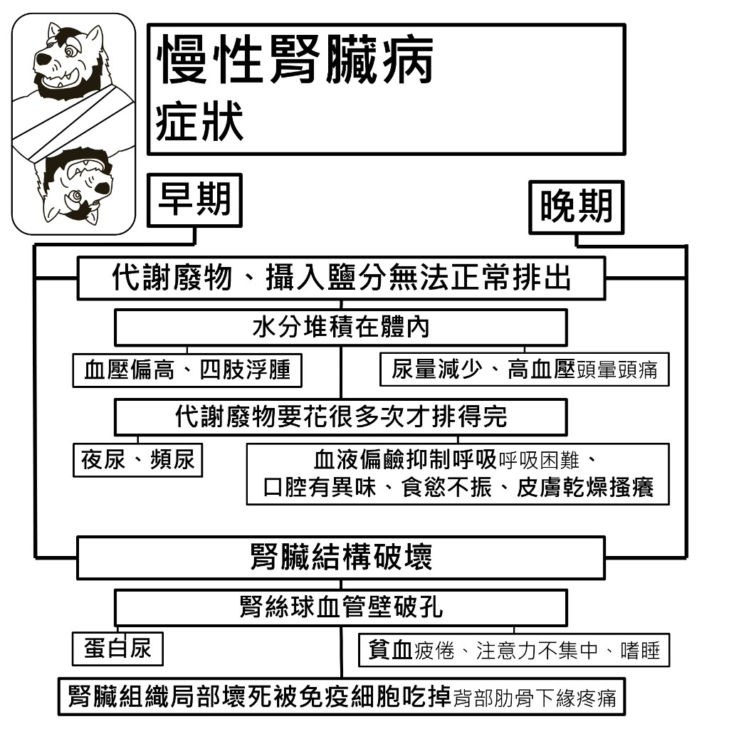 慢性腎臟病症狀：代謝廢物與鹽分無法排出、腎臟結構破壞兩條路徑，以及早期與晚期的表現