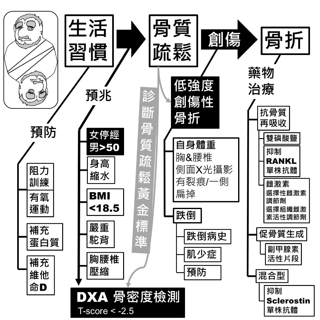 骨質疏鬆總覽：預防、預兆、DXA 診斷、低強度創傷性骨折、跌倒與藥物治療分類